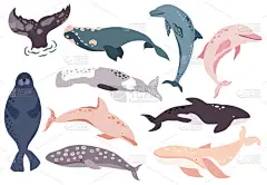简单的鲸鱼、海豚、海狮的特征。