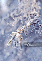 雪,冬天,枝,自然,云杉正版图片素材