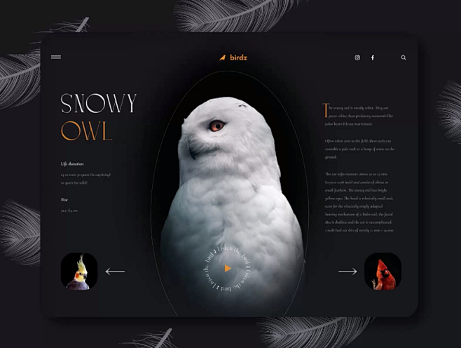 Website about birds ...