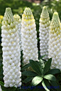 White Lupine 'Polar Princess' | Beautiful ✿ World