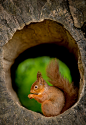 l0stship:

Red Squirrel - In The Hollow Log - by George (source)