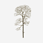 树木高清素材 树干 树木 树枝 棕色 免抠png 设计图片 免费下载