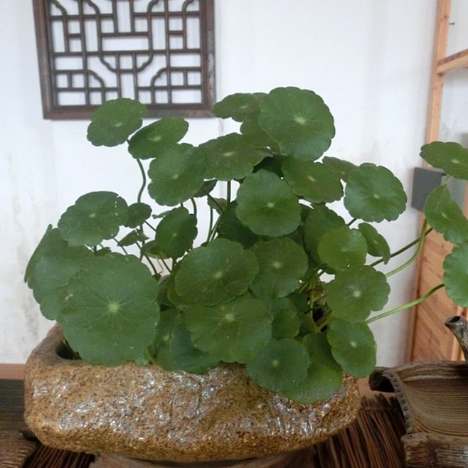 返璞归真