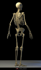 ArtStation - Human skeleton, Tai ji