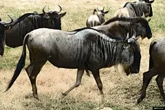 动物 野生动物 哺乳动物 羚羊 牛 马 动物摄影图片图片壁纸