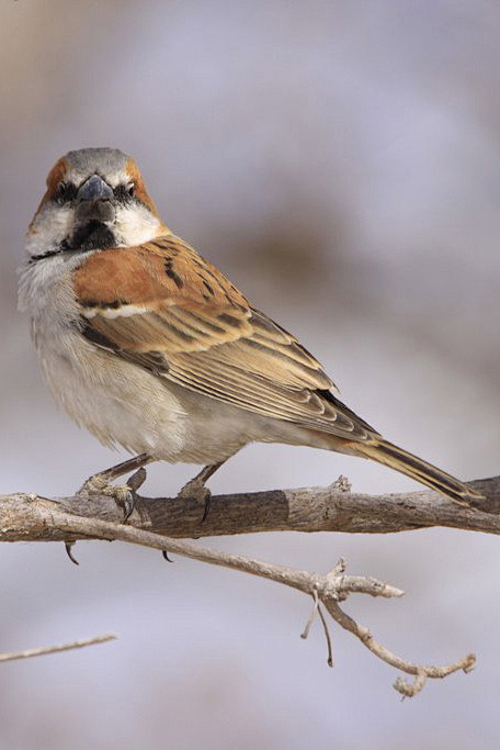 雀形目雀科雀属棕麻雀