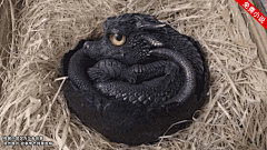 Dep4pepe_采集到搜索专用