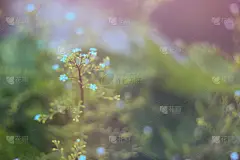 特写,清新,草地,春天,背景,色彩鲜艳,选择对焦,美,留白,水平画幅