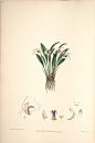 内容：Masdevallia 作者：Woolward, Florence and Lehmann 时间：1896 版本：The genus Masdevallia