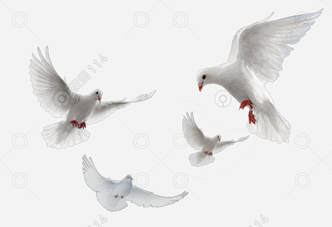 四只和平鸽子