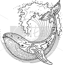 鲸,圆形,海浪,波形,白色,自然,海洋生...