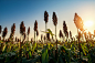 Sorghum filed in direct sun light by PHATHOMPORN SIHASENA on 500px