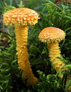 烟雨兰花采集到蘑菇