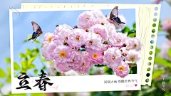 立春节气海报展板-源文件