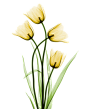 黄色的花花