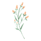 手绘水彩DIY花卉植物叶子免扣PNG透明背景图案 AI印刷矢量PS素材 (77)