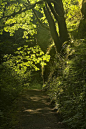 森林的路径，俄勒冈州 
Forest Path, Oregon