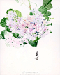 绣球花#花事##水彩过程#