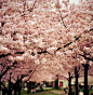 sakura sakura sakura_设计|生活|发现新鲜
