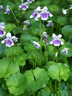 紫若…采集到花境植物
