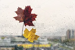 秋天的日子里，落寞的枫叶落在窗前，落下雨滴。孤独的概念。