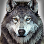 Heterochromia Wolf, , MassimoRighi - CGSociety