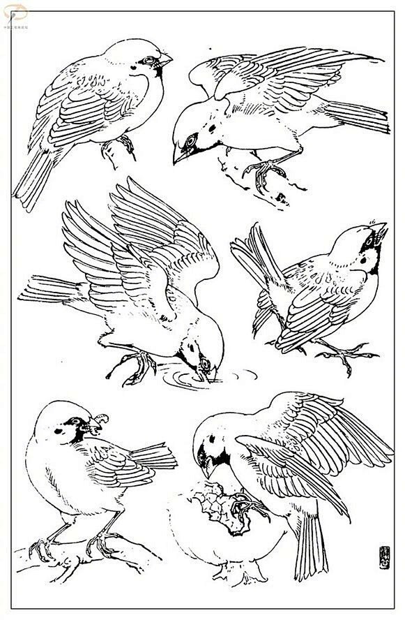 鸟类形态绘画参考 ​ ​​​​