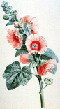 外国经典手绘花卉 (7)