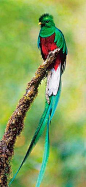 Quetzal, bird of Guatemala
