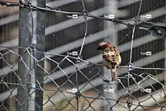 小鸟 麻雀 免费壁纸 城市鸟 翅膀 灰色的 4K壁纸 丝 见麻雀