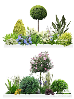 Material | PS | Plant | 组团/花镜-花瓣网|陪你做生活的设计师 | 搭配球形灌木绿化带SU模宝网