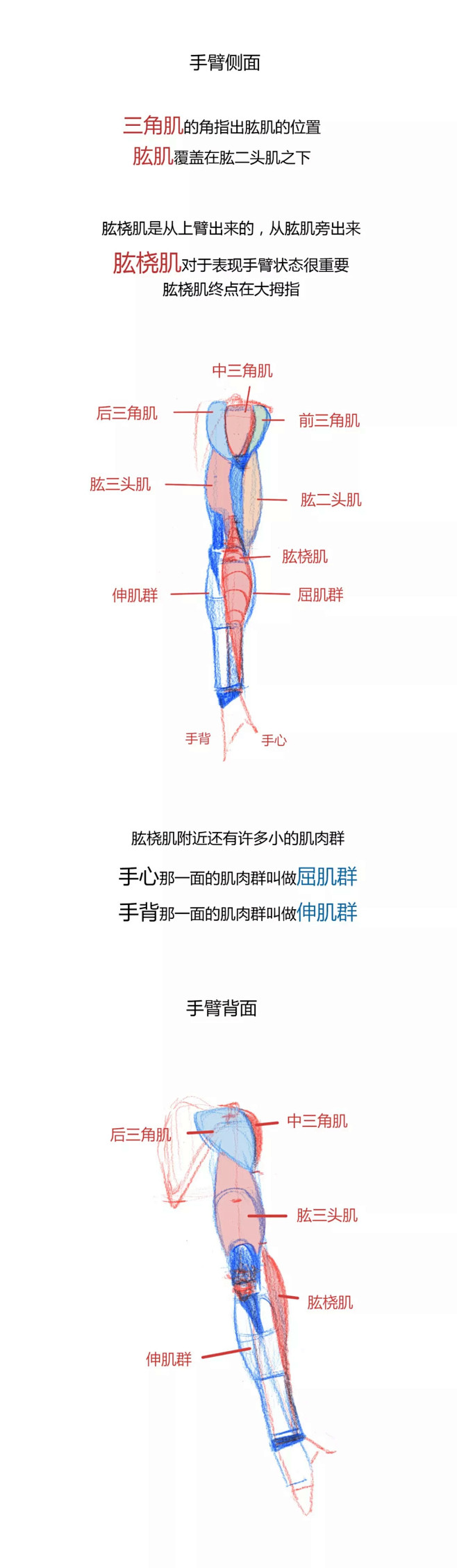 【春哥课堂】手臂肌肉到底怎么画？（理解+...