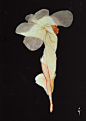 René Gruau fashion drawings flower woman | Graphic Design