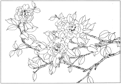 MISS黄的分享空间采集到花卉线描