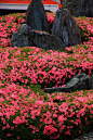 Kyoto Matsunoo-taisya Shrine azalea