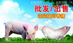 陆川猪名片图片  - 源文件下载【酷图网】陆川土猪名片,名片,陆川猪,长白猪,土猪,陆川土猪,绿色名片,名片卡片,广告设计,矢量,CDR,