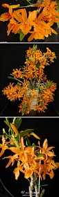 这个壮观的橙色石斛兰品种终于坑出真身了——Dendrobium Stardust 'Firebird'