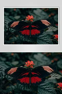 AI数字艺术昆虫蝴蝶图片-众图网