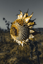 Behance 上的 Ah Sunflower! weary of time...