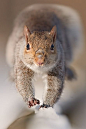 Squirrel - Run to you | I LOVE squirels | Pinterest