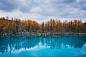 green trees and blue water