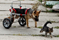 在波兰一所无家可归的动物收容所内，一只名叫Ciuchcia的狗狗正在院子里追逐一只猫。它的后腿因遭虐待和火车碾压而瘫痪，但它顽强地生存了下来。（摄影师：Peter Andrews）