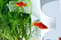 Waterscape独一无二最美生态美景的鱼缸系 生活圈 展示 设计时代网-Powered by thinkdo3