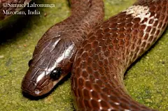 Lycodon zawi SLOWINSKI, PAWAR, WIN, THIN, GYI, OO &amp; TUN, 2001
英文名：Zaw's Wolf Snake
中文名：扎瓦白环蛇