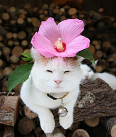 横竖格采集到萌猫