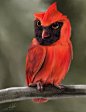 A quick fusion of an owl and a cardinal. If you would like to share this image elsewhere, please give me proper credit and provide a link back to this page.