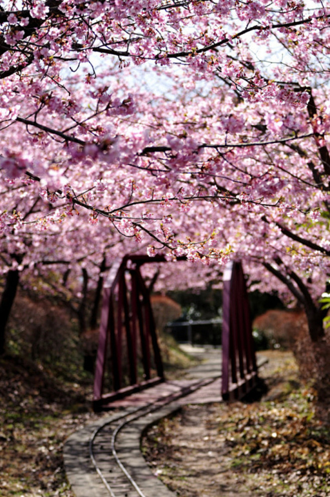 日本北海道樱花。每年的四五月，绽放的樱花...