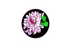 月季  - 源文件下载【酷图网】月季花,手绘,绘画,板画,花