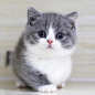 宠物猫美短英短蓝猫蓝白渐层布偶短腿猫