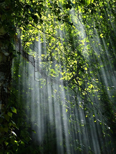 阳光, 森林, 树, 性质
